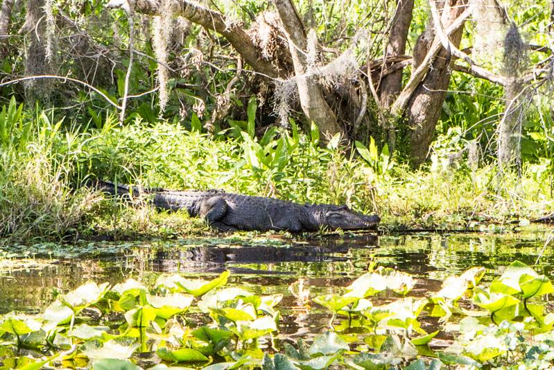 Florida Unspoiled - The St Johns River Experience